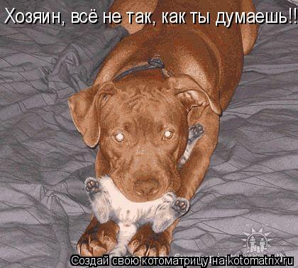Котоматрица: Хозяин, всё не так, как ты думаешь!!!