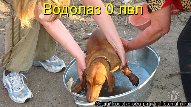 Котоматрица: Водолаз 0 лвл