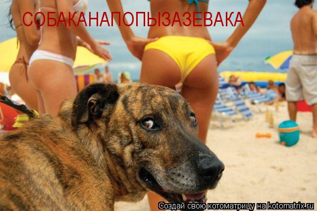 СОБАКАНАПОПЫЗАЗЕВАКА... Котоматрица: СОБАКАНАПОПЫЗАЗЕВАКА