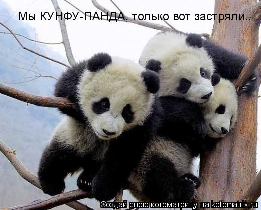 Мы КУНФУ-ПАНДА, только вот застряли..... Котоматрица: Мы КУНФУ-ПАНДА, только вот застряли..