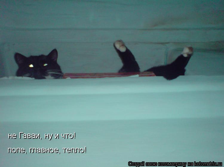 не Гаваи, ну и что! попе, главное, тепло!... Котоматрица: не Гаваи, ну и что! попе, главное, тепло!