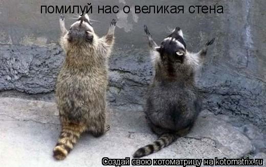 помилуй нас о великая стена... Котоматрица: помилуй нас о великая стена