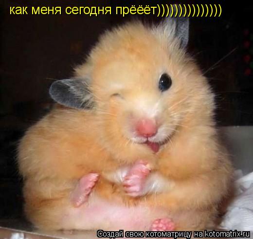 как меня сегодня прёёёт)))))))))))))))... Котоматрица: как меня сегодня прёёёт)))))))))))))))