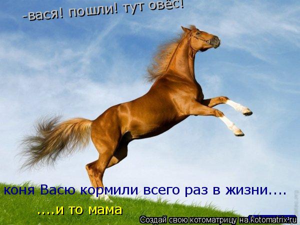 Котоматрица: -вася! пошли! тут овёс! коня Васю кормили всего раз в жизни.... ....и то мама