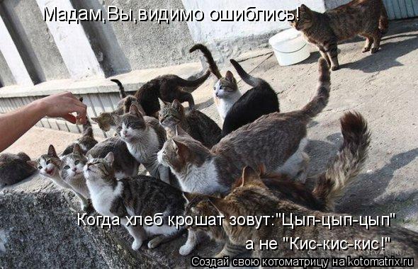 Котоматрица: Мадам,Вы,видимо ошиблись! Мадам,Вы,видимо ошиблись! Когда хлеб крошат зовут:"Цып-цып-цып" а не "Кис-кис-кис!"