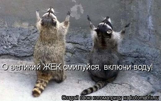 О великий ЖЕК,смилуйся, включи воду!... Котоматрица: О великий ЖЕК,смилуйся, включи воду!