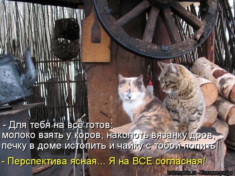Котоматрица: молоко взять у коров, наколоть вязанку дров,  - Перспектива ясная... Я на ВСЕ согласная! печку в доме истопить и чайку с тобой попить! - Для тебя