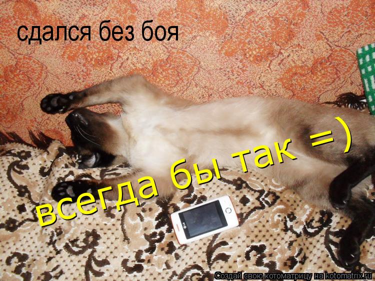 сдался без боя всегда бы так =)... Котоматрица: сдался без боя всегда бы так =)