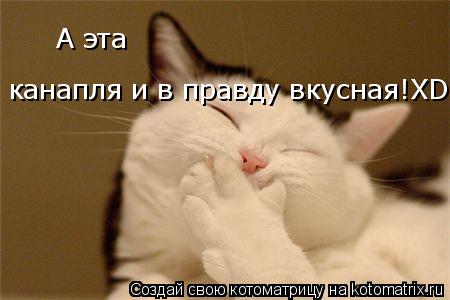 А эта канапля и в правду вкусная!XDDDD... Котоматрица: А эта канапля и в правду вкусная!XDDDD
