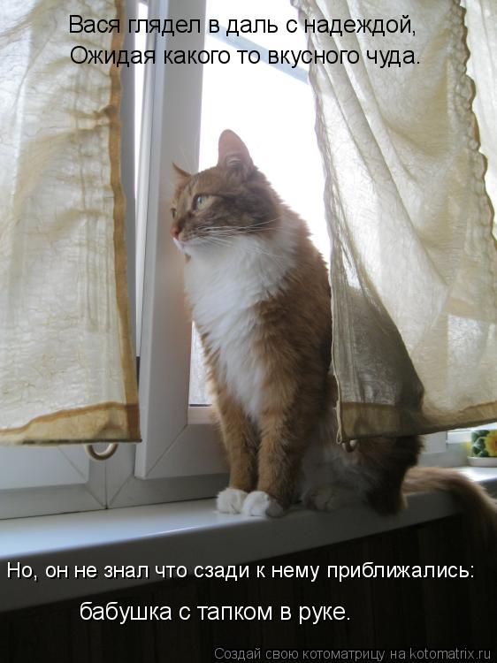 Котоматрица: Вася глядел в даль с надеждой, Ожидая какого то вкусного чуда. Но, он не знал что сзади к нему приближались: бабушка с тапком в руке.