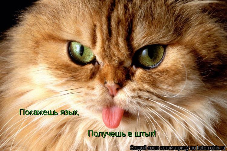 Покажешь язык, Получешь в штык!... Котоматрица: Покажешь язык, Получешь в штык!