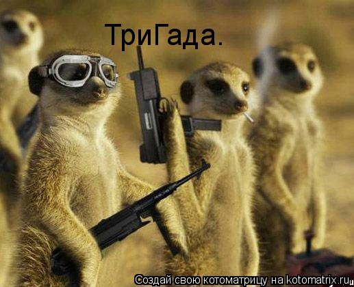 ТриГада.... Котоматрица: ТриГада.