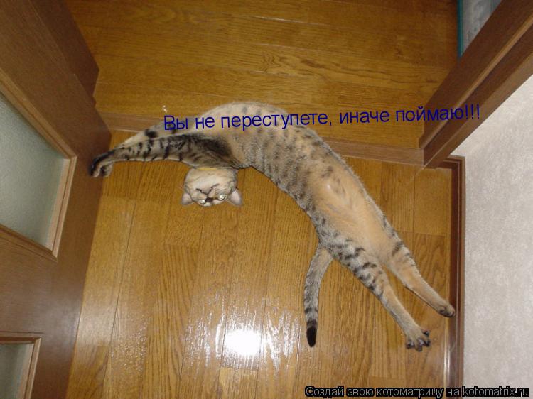 Вы не переступете, иначе поймаю!!!... Котоматрица: Вы не переступете, иначе поймаю!!!