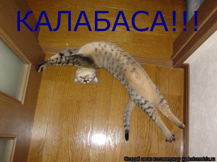 КАЛАБАСА!!!... Котоматрица: КАЛАБАСА!!!