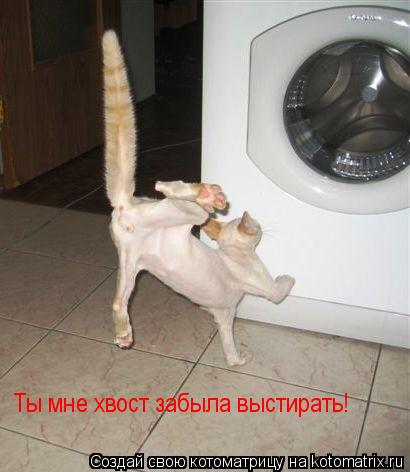 Ты мне хвост забыла выстирать!... Котоматрица: Ты мне хвост забыла выстирать!