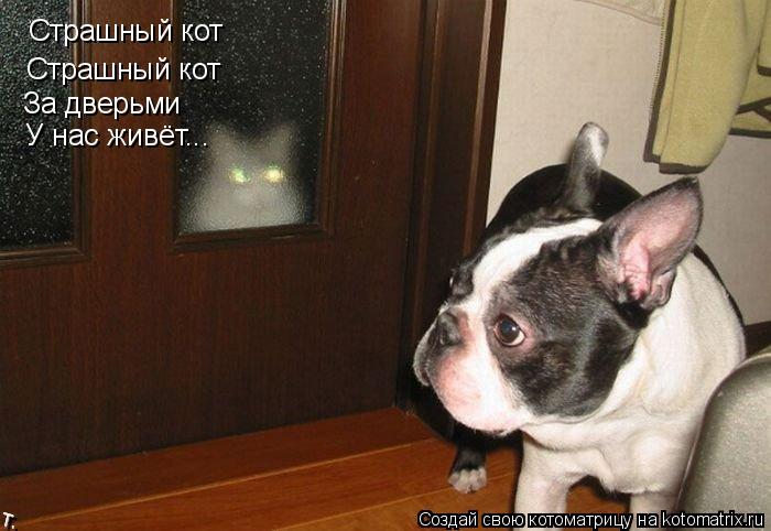 Котоматрица: Страшный кот Страшный кот Страшный кот За дверьми У нас живёт...