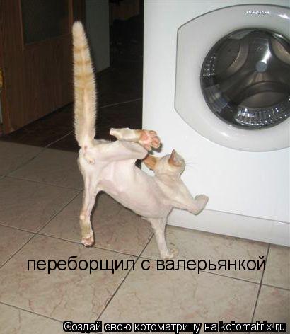 переборщил с валерьянкой... Котоматрица: переборщил с валерьянкой