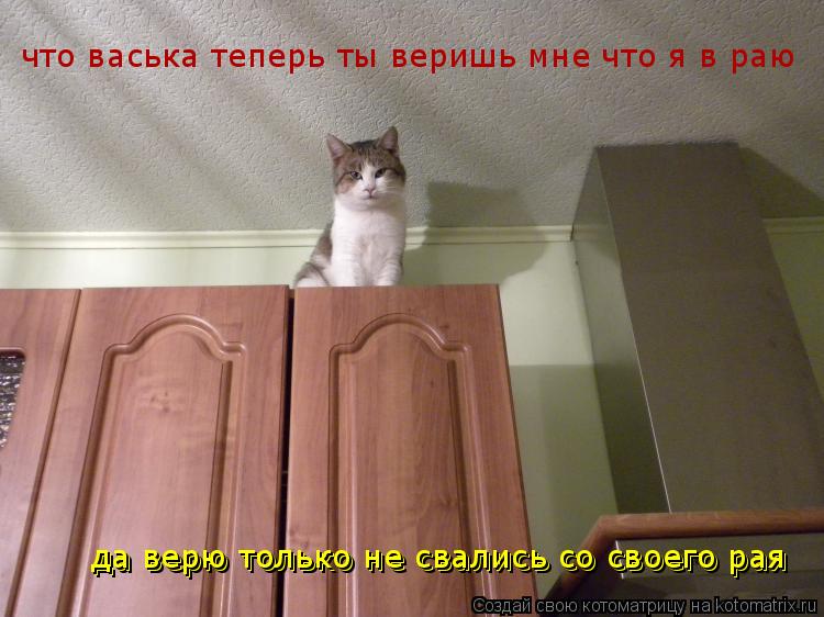 что васька теперь ты веришь мне что я в раю да верю только не свались со своего рая да верю только не... Котоматрица: что васька теперь ты веришь мне что я в раю да верю только не свались со своего рая да верю только не свались со своего рая