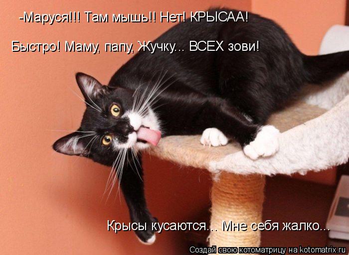 Котоматрица: -Маруся!!! Там мышь!! Нет! КРЫСАА!  Быстро! Маму, папу, Жучку... ВСЕХ зови! Крысы кусаются... Мне себя жалко...