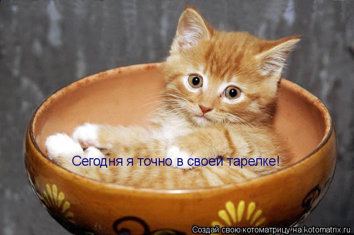 Сегодня я точно в своей тарелке!... Котоматрица: Сегодня я точно в своей тарелке!