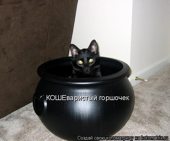 Котоматрица: КОШЕваристый горшочек