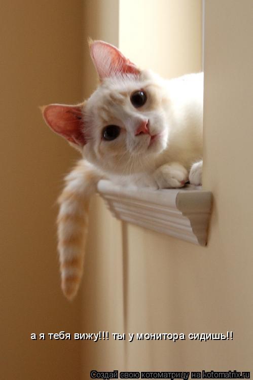 а я тебя вижу!!! ты у монитора сидишь!!... Котоматрица: а я тебя вижу!!! ты у монитора сидишь!!