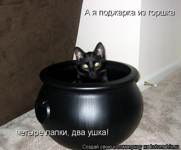 Котоматрица: А я поджарка из горшка четыре лапки, два ушка!