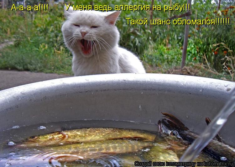 Котоматрица: А-а-а-а!!!! У меня ведь аллергия на рыбу!!! Такой шанс обломался!!!!!!