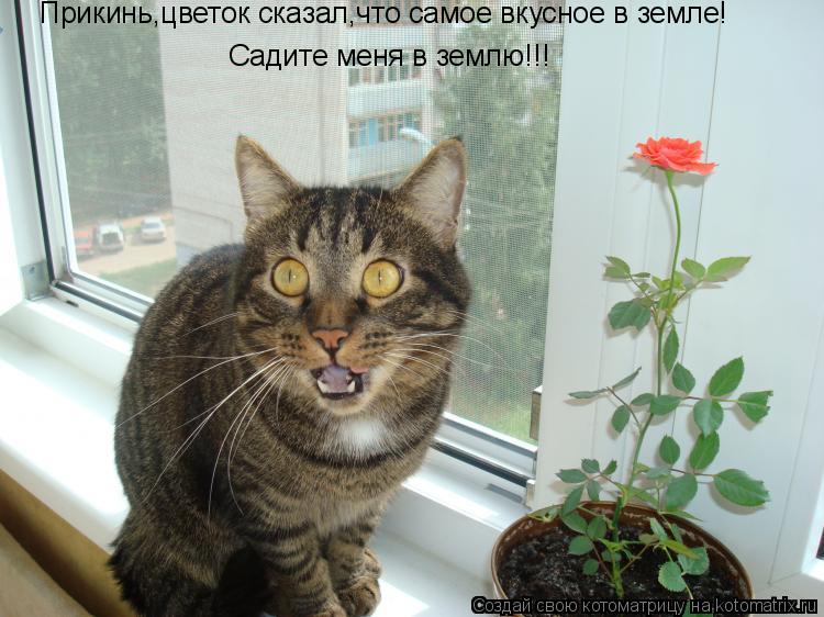 Котоматрица: Прикинь,цветок сказал,что самое вкусное в земле! Садите меня в землю!!!