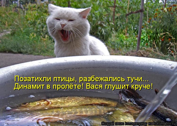 Динамит в пролёте! Вася глушит круче! Позатихли птицы, разбежались тучи...... Котоматрица: Динамит в пролёте! Вася глушит круче! Позатихли птицы, разбежались тучи...