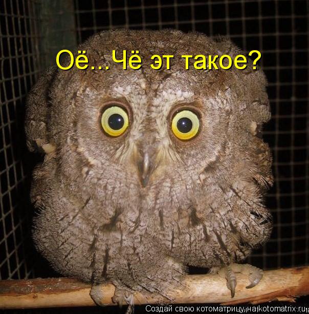 Котоматрица: Оё...Чё эт такое?