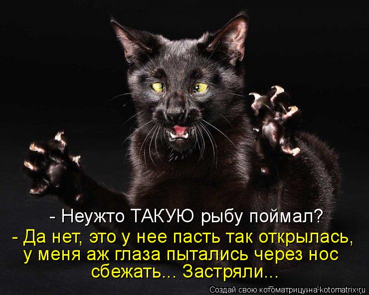 Котоматрица: - Неужто ТАКУЮ рыбу поймал? - Да нет, это у нее пасть так открылась, у меня аж глаза пытались через нос сбежать... Застряли...