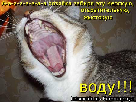Котоматрица: А-а-а-а-а-а-а-а хозяйка забири эту мерскую, отвратительную, жыстокую воду!!!