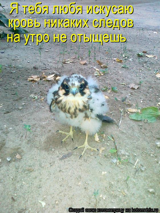 Котоматрица: Я тебя любя искусаю кровь никаких следов на утро не отыщешь