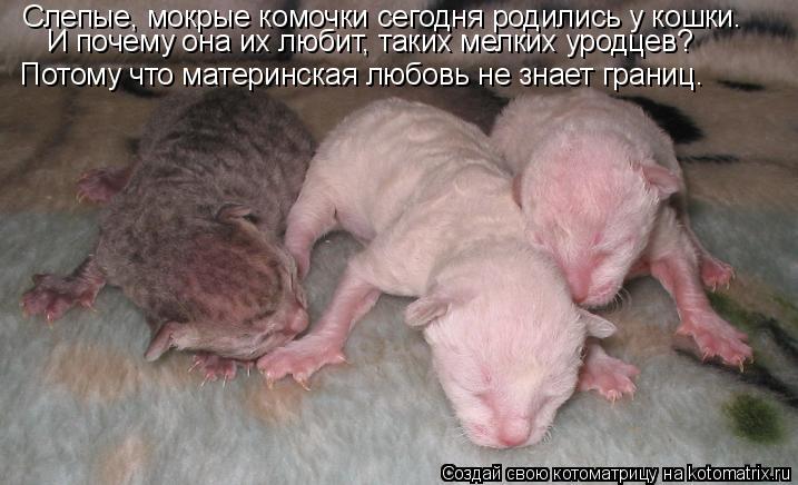 Слепые, мокрые комочки сегодня родились у кошки. И почему она их любит, таких мелких уродцев? Потому ... Котоматрица: Слепые, мокрые комочки сегодня родились у кошки. И почему она их любит, таких мелких уродцев? Потому что материнская любовь не знает границ.