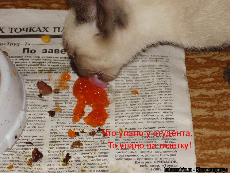 Котоматрица: Что упало у студента, То упало на газетку!