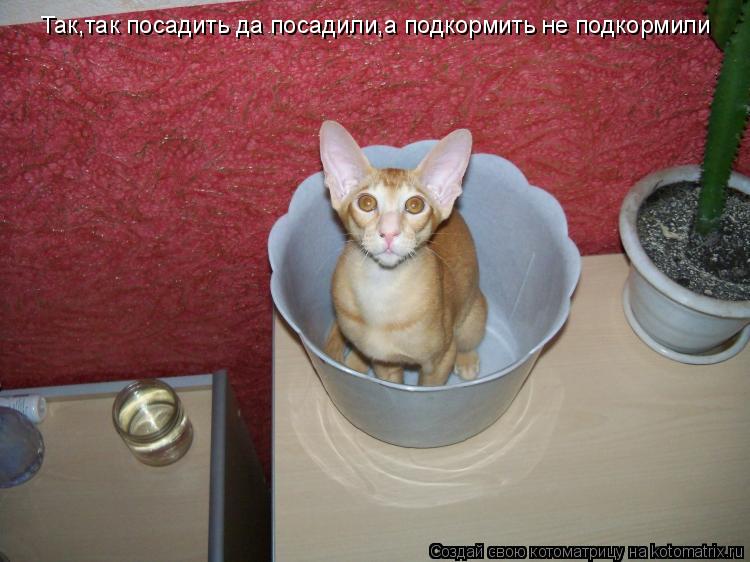Котоматрица: Так,так посадить да посадили,а подкормить не подкормили