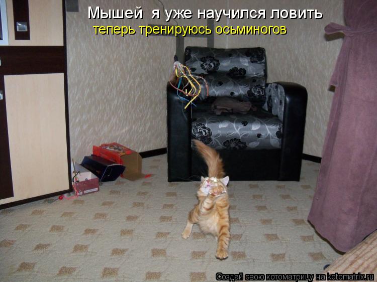 Котоматрица: Мышей  я уже научился ловить теперь тренируюсь осьминогов