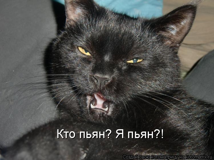 Котоматрица: Кто пьян? Я пьян?!