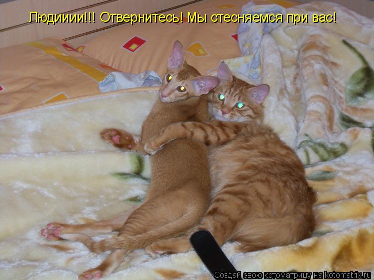 Котоматрица: Людииии!!! Отвернитесь! Мы стесняемся при вас!