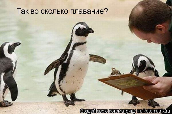 Так во сколько плавание?... Котоматрица: Так во сколько плавание?