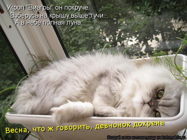 Котоматрица: Укроп "Виагры" он покруче. Взберусь на крышу выше тучи... А в небе полная луна, Весна, что ж говорить, девчонок дохрена