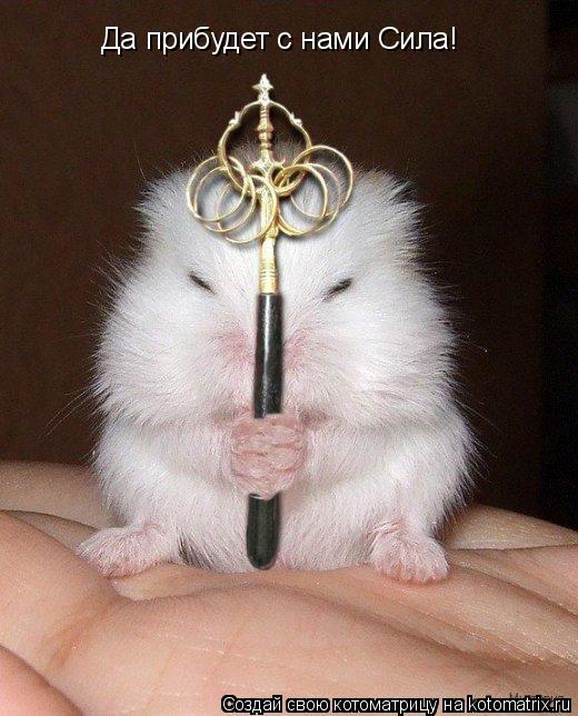 Котоматрица: Да прибудет с нами Сила!