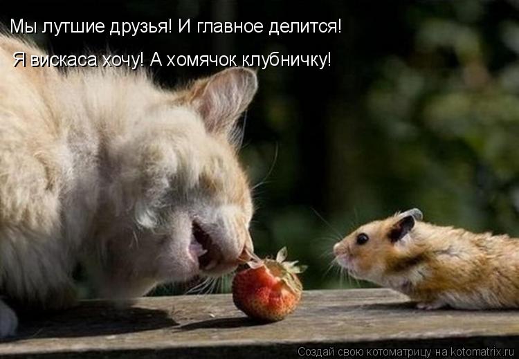 Мы лутшие друзья! И главное делится! Я вискаса хочу! А хомячок клубничку!... Котоматрица: Мы лутшие друзья! И главное делится! Я вискаса хочу! А хомячок клубничку!