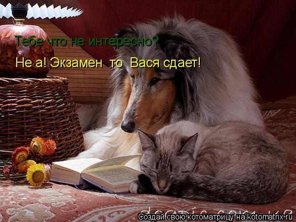 Котоматрица: Тебе что не интересно? Не а! Экзамен  то  Вася сдает!