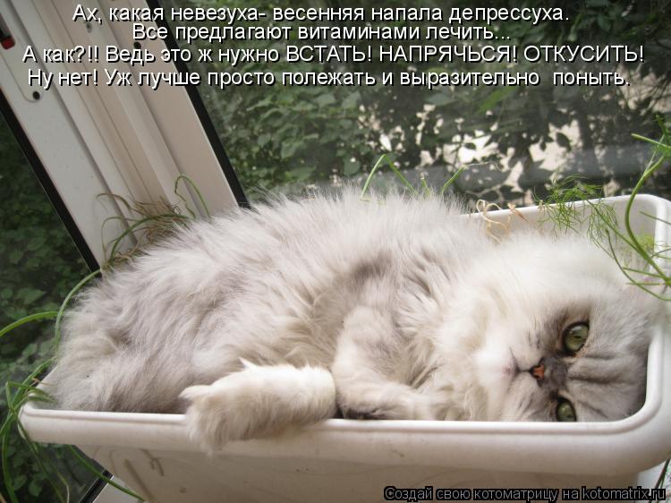 Котоматрица: Ах, какая невезуха- весенняя напала депрессуха. Все предлагают витаминами лечить... А как?!! Ведь это ж нужно ВСТАТЬ! НАПРЯЧЬСЯ! ОТКУСИТЬ! Ну н