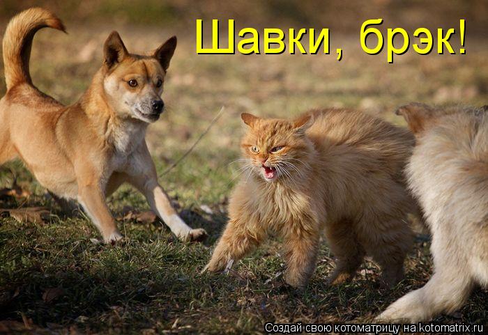 Шавки, брэк!... Котоматрица: Шавки, брэк!