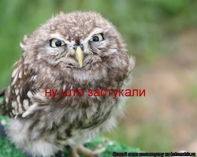 ну што застукали... Котоматрица: ну што застукали