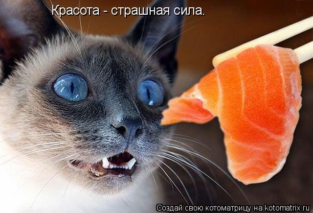 Красота - страшная сила.... Котоматрица: Красота - страшная сила.