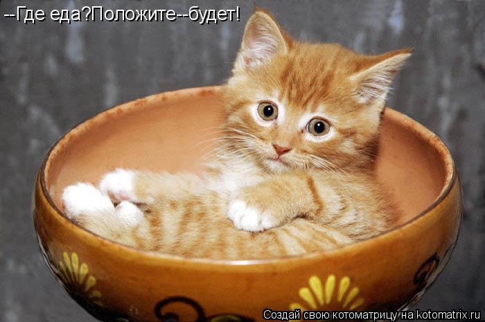 --Где еда?Положите--будет!... Котоматрица: --Где еда?Положите--будет!